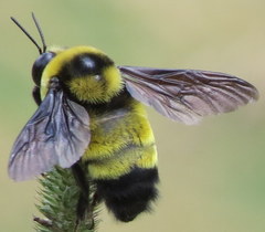 Bombus auricomus