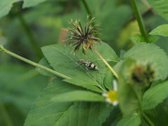 Chlorophorus signaticollis