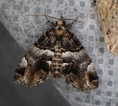 Cutina distincta