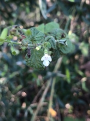 Endostemon obtusifolius