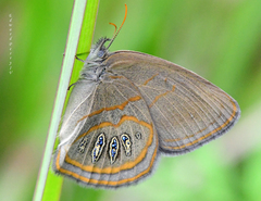 Neonympha areolatus
