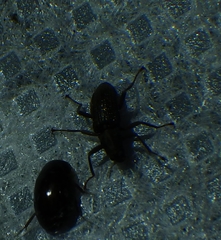 Stenelmis fuscata