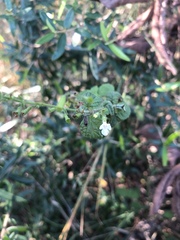 Endostemon obtusifolius