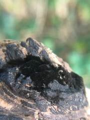 Chaetosphaeria phaeostromoides