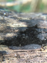 Chaetosphaeria phaeostromoides