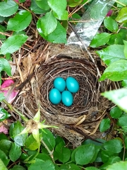 Dumetella carolinensis