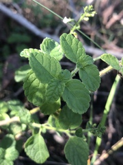 Endostemon obtusifolius