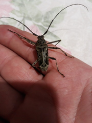 Macropophora accentifer