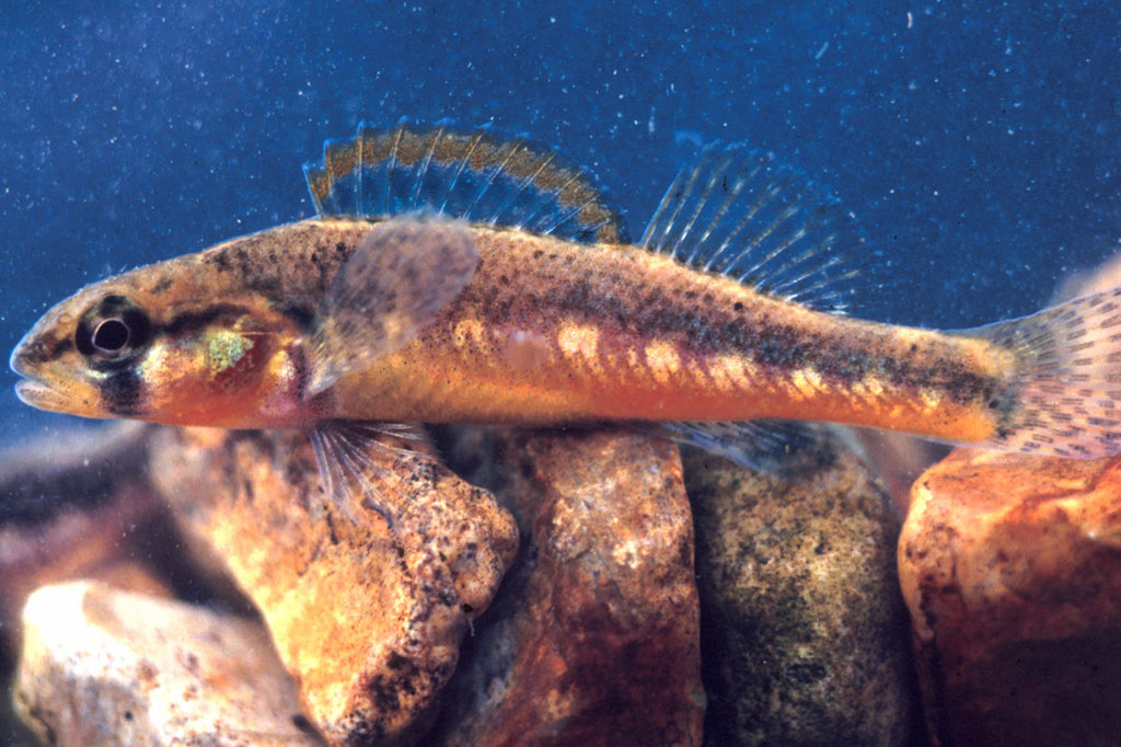 Slackwater Darter