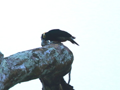 Melanerpes cruentatus