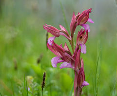 Anacamptis papilionacea papilionacea