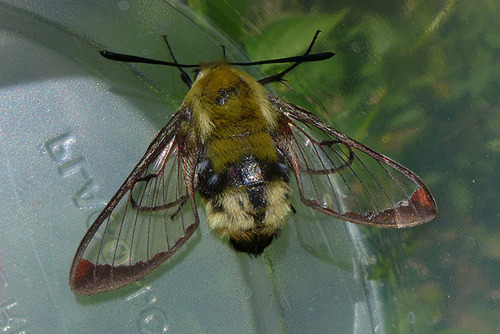 Rocky Mountain Clearwing photo 5