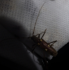 Eburia