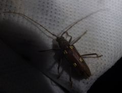 Eburia