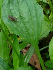 Tarbinskiellus portentosus