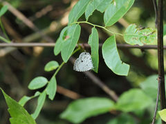Megisba malaya sikkima