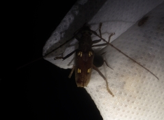 Eburia