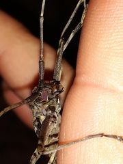 Macropophora accentifer