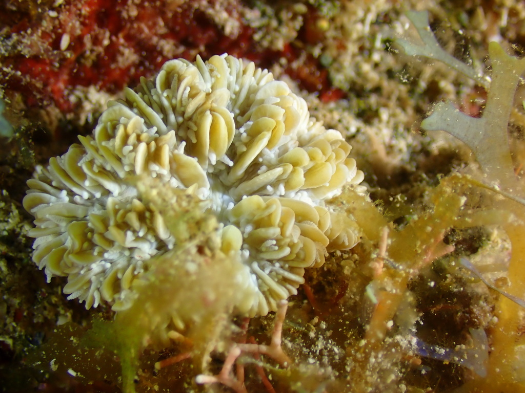 White Maze Coral