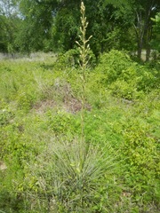 Yucca louisianensis