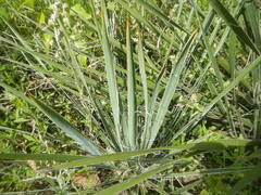 Yucca louisianensis