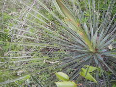 Yucca louisianensis