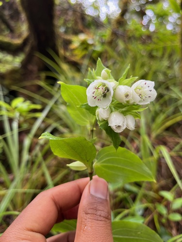 Schiedea lychnoides observed 2024-05-07