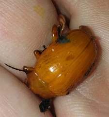 Podontia lutea