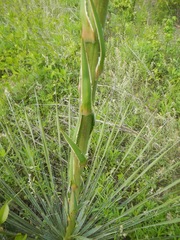 Yucca louisianensis