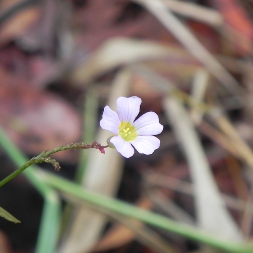 Image of Oxalis cytisoides by (c) Thomaz Ricardo Favreto Sinani, some rights reserved (CC BY)