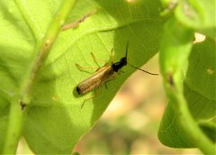 Rhagonycha lignosa