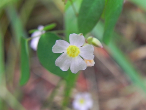 Image of Oxalis cytisoides by (c) Thomaz Ricardo Favreto Sinani, some rights reserved (CC BY)