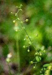 Scrophularia arguta