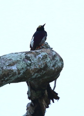 Melanerpes cruentatus
