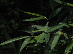 Chlorophorus annularis