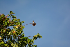 Chrysolampis mosquitus