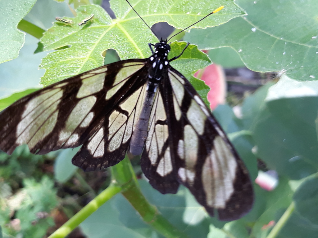 Clearwing Mimic-Queen