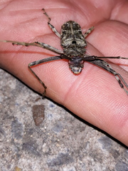 Macropophora accentifer