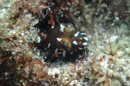 Barcheek blenny (Coralliozetus boehlkei) — Chaenopsidae — 5