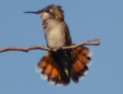 Chrysolampis mosquitus