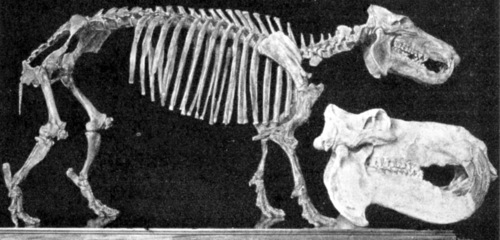 Malagasy Dwarf Hippopotamus (Hippopotamus madagascariensis) — Extinct Mammalia