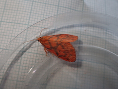 Integrivalvia exclusa