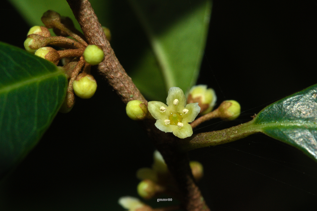 Chrysophyllum marginatum