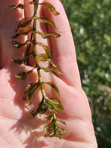 Image of Groenlandia densa by (c) Alessia Guggisberg, some rights reserved (CC BY-SA)