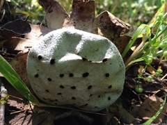 Myriostoma