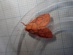 Integrivalvia exclusa