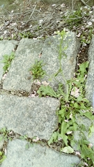 Capsella bursa-pastoris