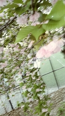 Malus