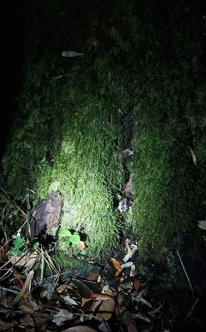 Eupsophus emiliopugini Formas, 1989