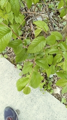 Ulmus